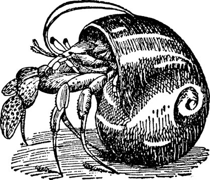 black and white hermit crab in shell clip art preview
