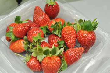 freash strawberry in packed