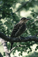 Pajaro en el bosque