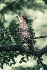 Pajaro en el bosque