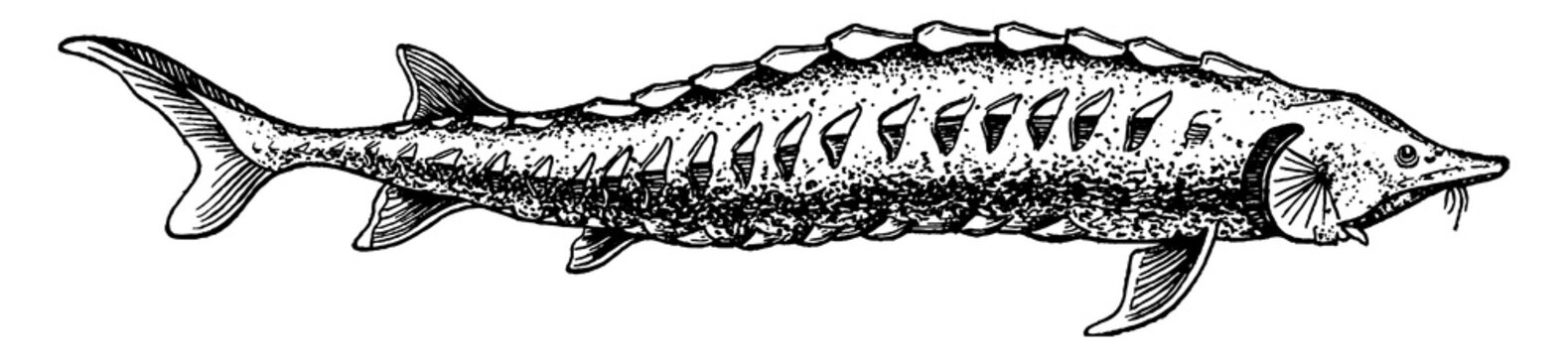 Sturgeon (Acipenser sturio), vintage illustration.