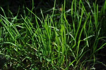 green grass close-up on a blurred background