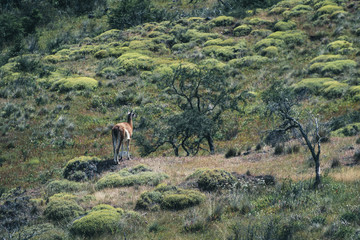 Guanaco en el paisaje 