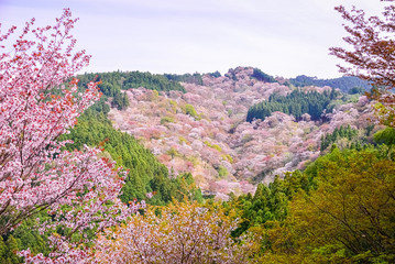 吉野の桜 -Sakura- Cherry Blossoms in Yoshino, Nara