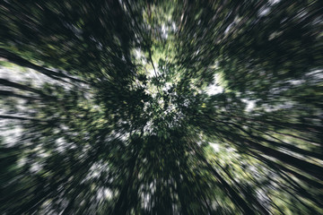 Zoom in hacia arriba en medio del bosque