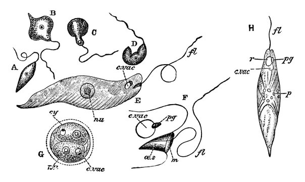Euglena Viridis, vintage illustration.
