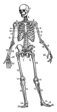 Human Skeleton, vintage illustration
