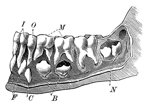 teeth anatomy diagram, black and white, side view clip art preview