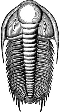 Trilobite, vintage illustration
