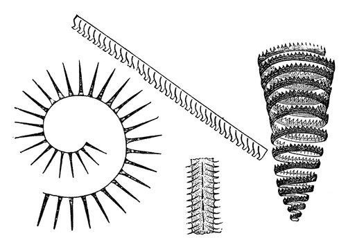 Graptolites/Pterobranchia/Graptolithina, vintage illustration.