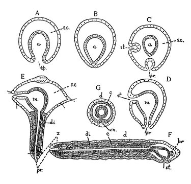Stages in the metamorphosis of Polygordius/Polygordius, vintage illustration.