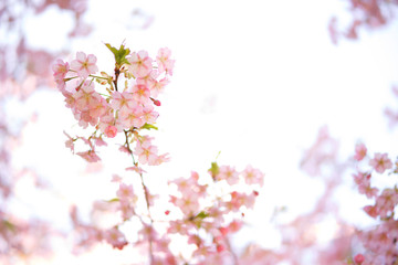 明るい桜の写真　日本の風景　cherry blossom