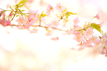 Obraz na płótnie Canvas 明るい桜の写真　日本の風景　cherry blossom