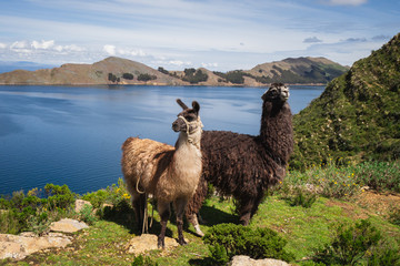 Two Llamas / Alpacas graze on the Island of the Sun (Spanish: Isla del Sol) in Lake Titicaca, Bolivia, South America © Paleta Images