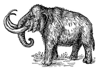 Mammoth/Mammuthus/ Elephantidae, vintage illustration.