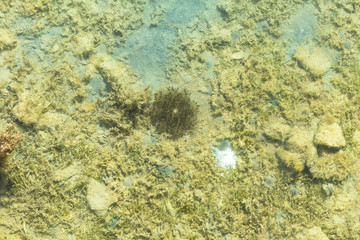 Fototapeta na wymiar Mud sandbank near the Red Sea. Cassiopea andromeda (Upside-down jellyfish). Inhabitants of the sea floor.