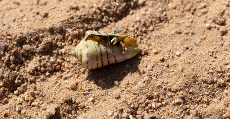 Hermit crabs decapod crustaceans of the superfamily Paguroidea. The crab hides in the shell, which is located on the sand.