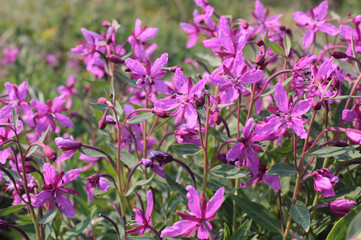Fototapeta premium Background purple flowers of willow herb. Flowers Ivan tea closeup