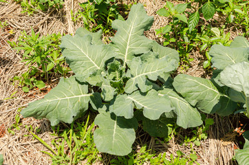 Naklejka premium Isolated Broccoli Plant