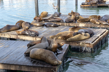 Sea lions resting on the dockside