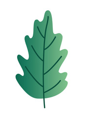 Fototapeta premium Isolated natural leaf vector design
