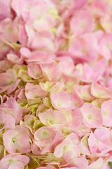Beautiful flower background. Pink Hydragnea