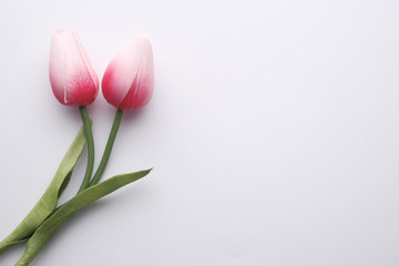 top view of pink color tulip flowers on white background 