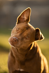 Cute Dog Tilting Head In Amazing Light