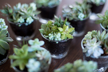 Beautiful succulent compositions in tiny glass pots.