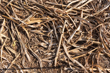Millet or sorghum background texture close-up after the harvest with visible plant reuse and...