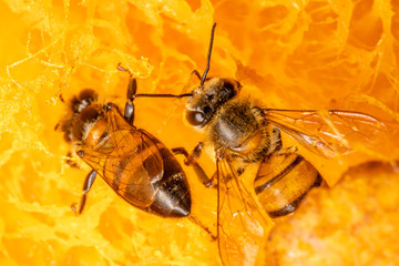 Macro photograph of bee eating mango