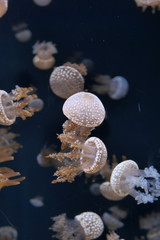 Aurelia jellyfish close-up in aquarium, close up 