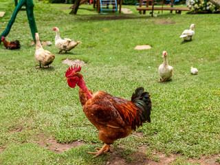 Naklejka premium Free range chicken on a traditional poultry farm