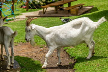 Goat loose on farm, roam freely across the area