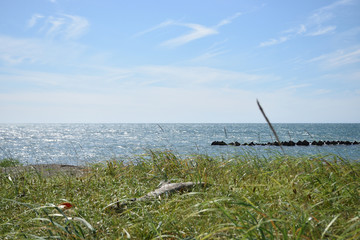Fototapeta premium 夏の海