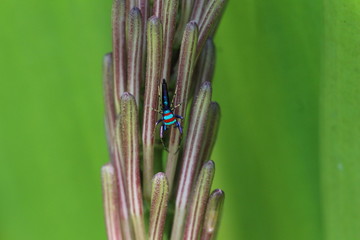 Chrysillas sp. Männchen an einer Blüte