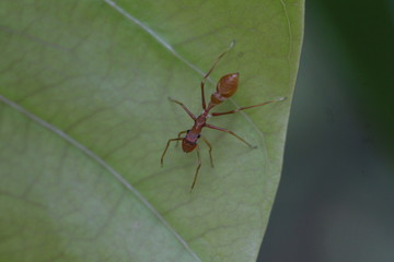 0,1 Ameisenspringspinne - Myrmaplata plataleoides