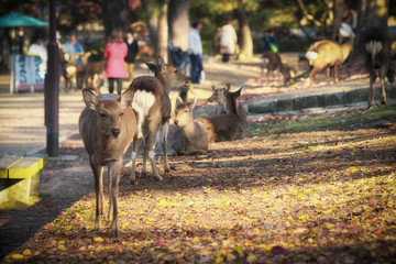 晩秋の奈良公園と鹿たち