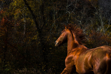 Fototapeta na wymiar Chestnut horses 