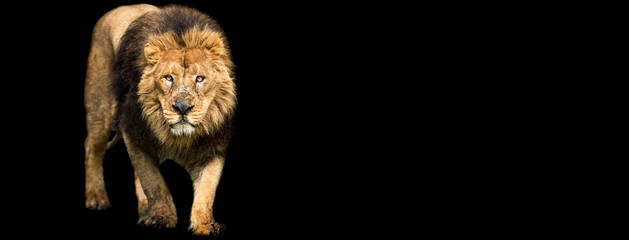 Template of Lion with a black background © AB Photography