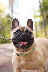 Obraz premium Adorable pug pups portraits in the forest.