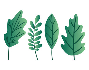 Isolated natural leaves vector design