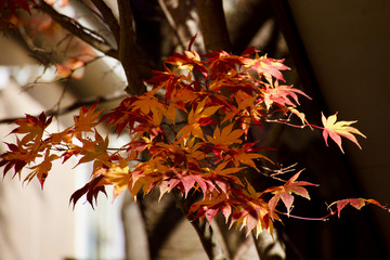 Folhas vermelhas no outono do Japão.