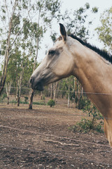Obraz premium White horse with long mane portrait in ranch. Spanish horse