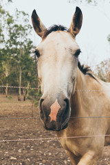 Beautiful white horse portrait in ranch. Spanish horse