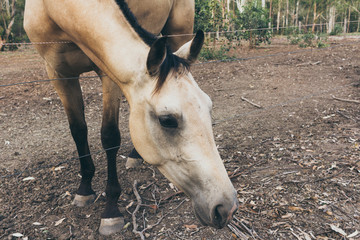 Obraz premium White horse with long mane portrait in ranch