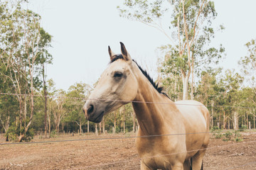 White horse with long mane portrait in ranch