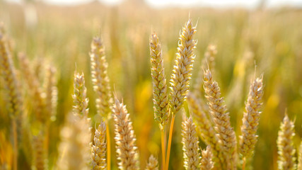 Fototapeta premium Closeup of golden wheat ears in the field