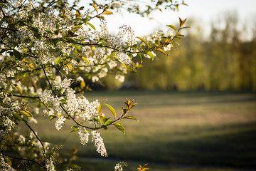 Blossom tree branches on sky blue background