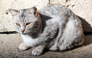 Naklejka na ściany i meble On the street sits an ash-colored cat.